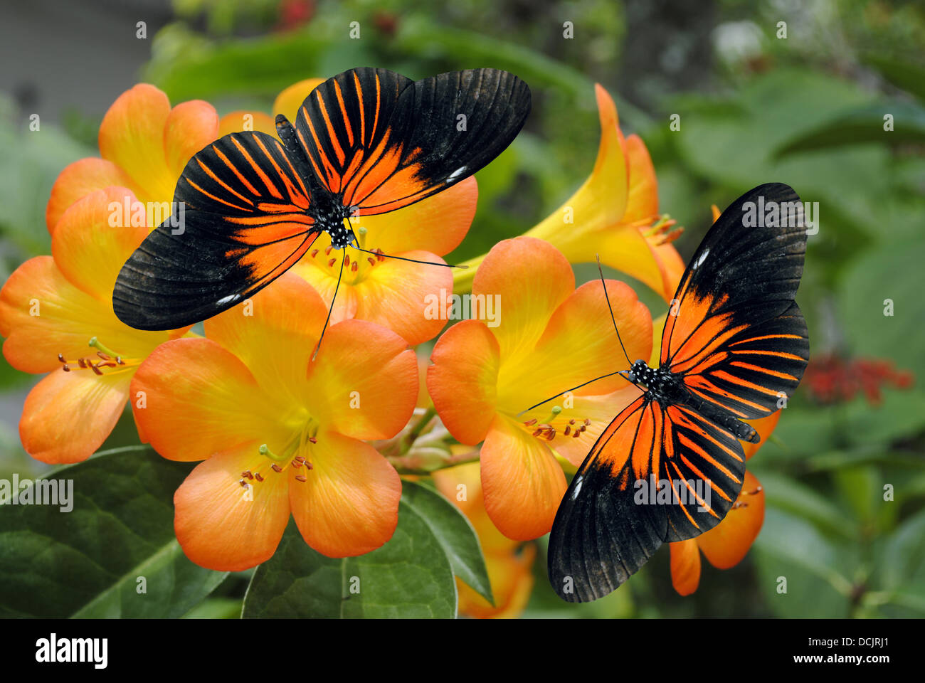 Tropical Rhododendron simbu sunset flowers with 2 Doris Longwing