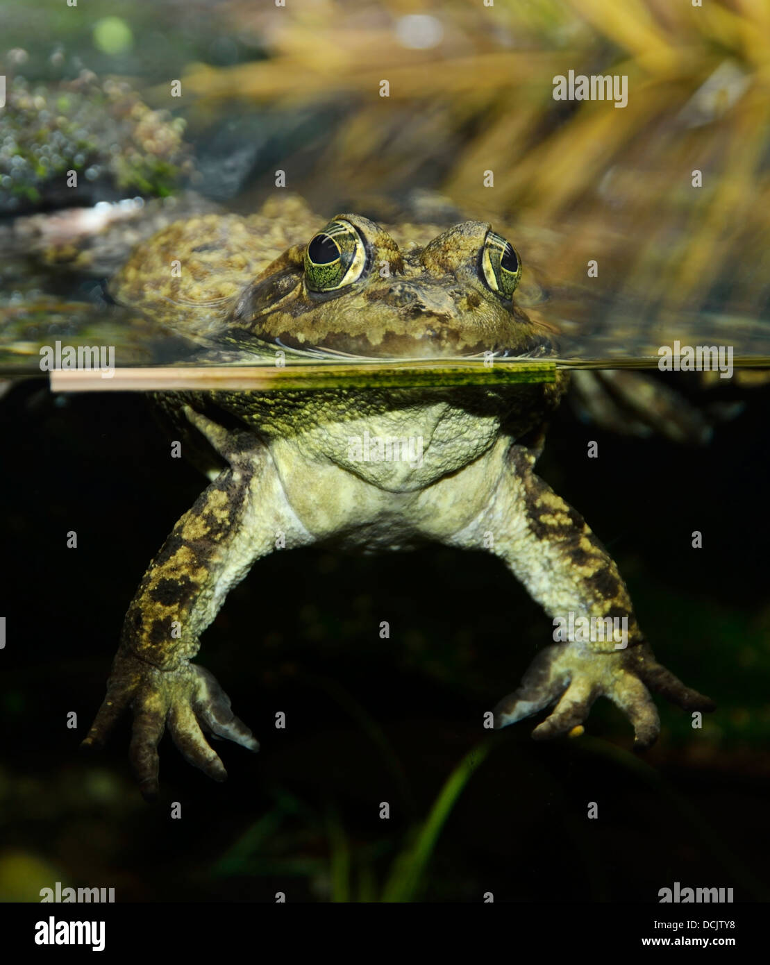 Tropical Green Frog In An Aquarium Stock Photo