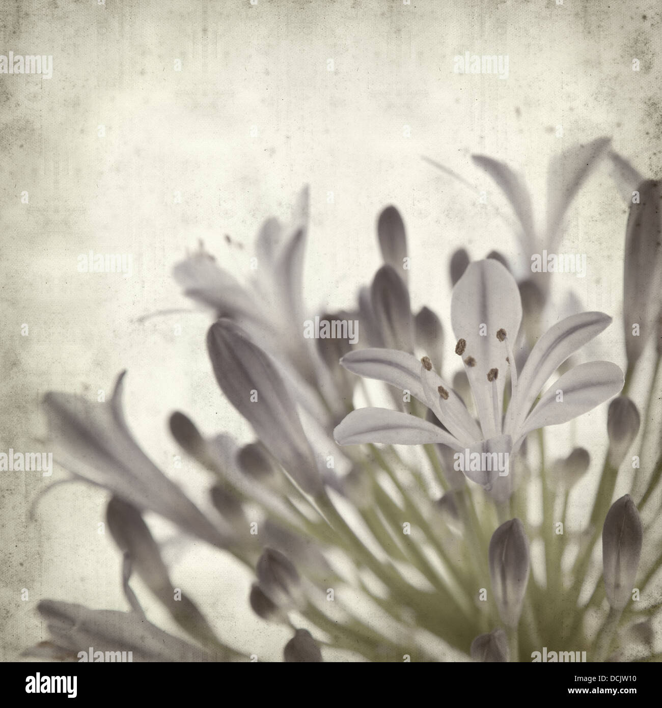 textured old paper background with African Lily Stock Photo