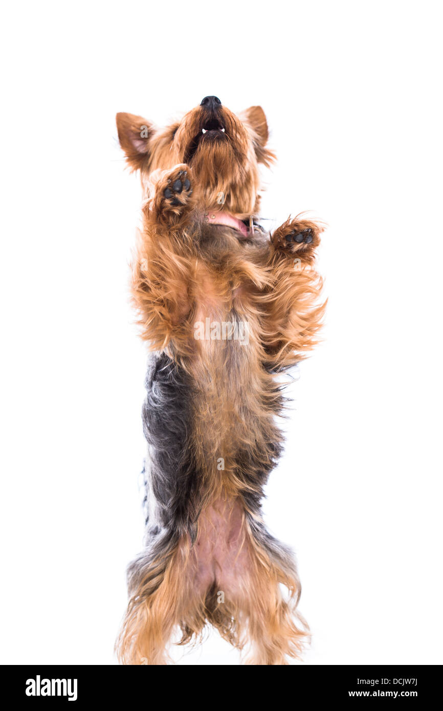 Yorkie dog treats hires stock photography and images Alamy