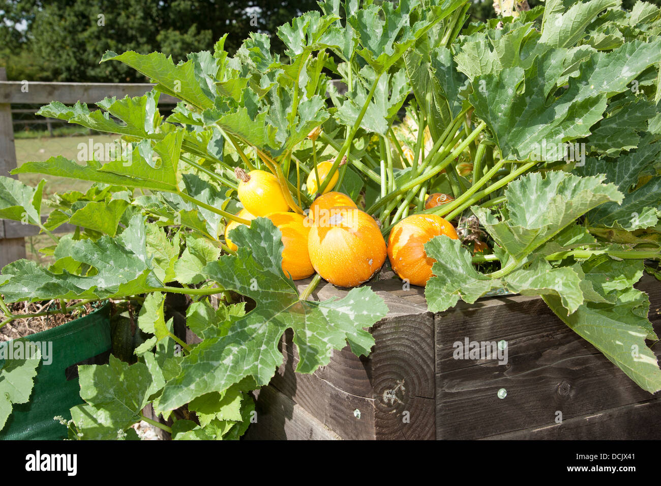 Ripe melons ready for picking growing in a raised bed Stock Photo Alamy