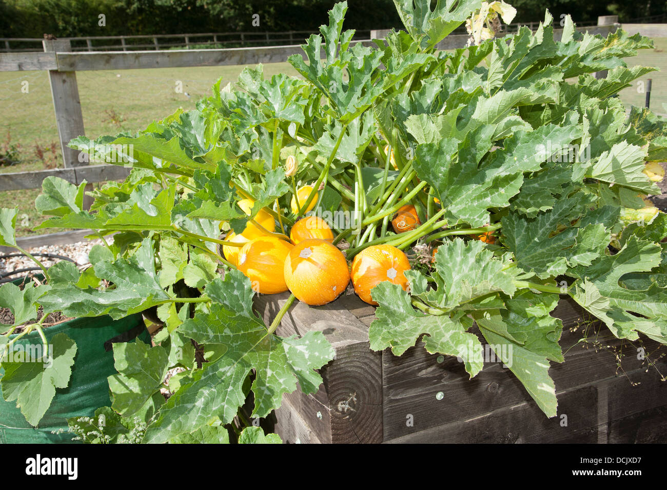 Ripe melons ready for picking growing in a raised bed Stock Photo Alamy