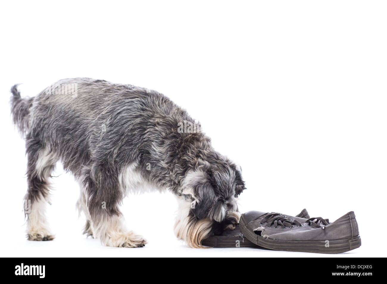 Dogs Ripping Shoes Destroyed trainers hi-res stock photography and images - Alamy