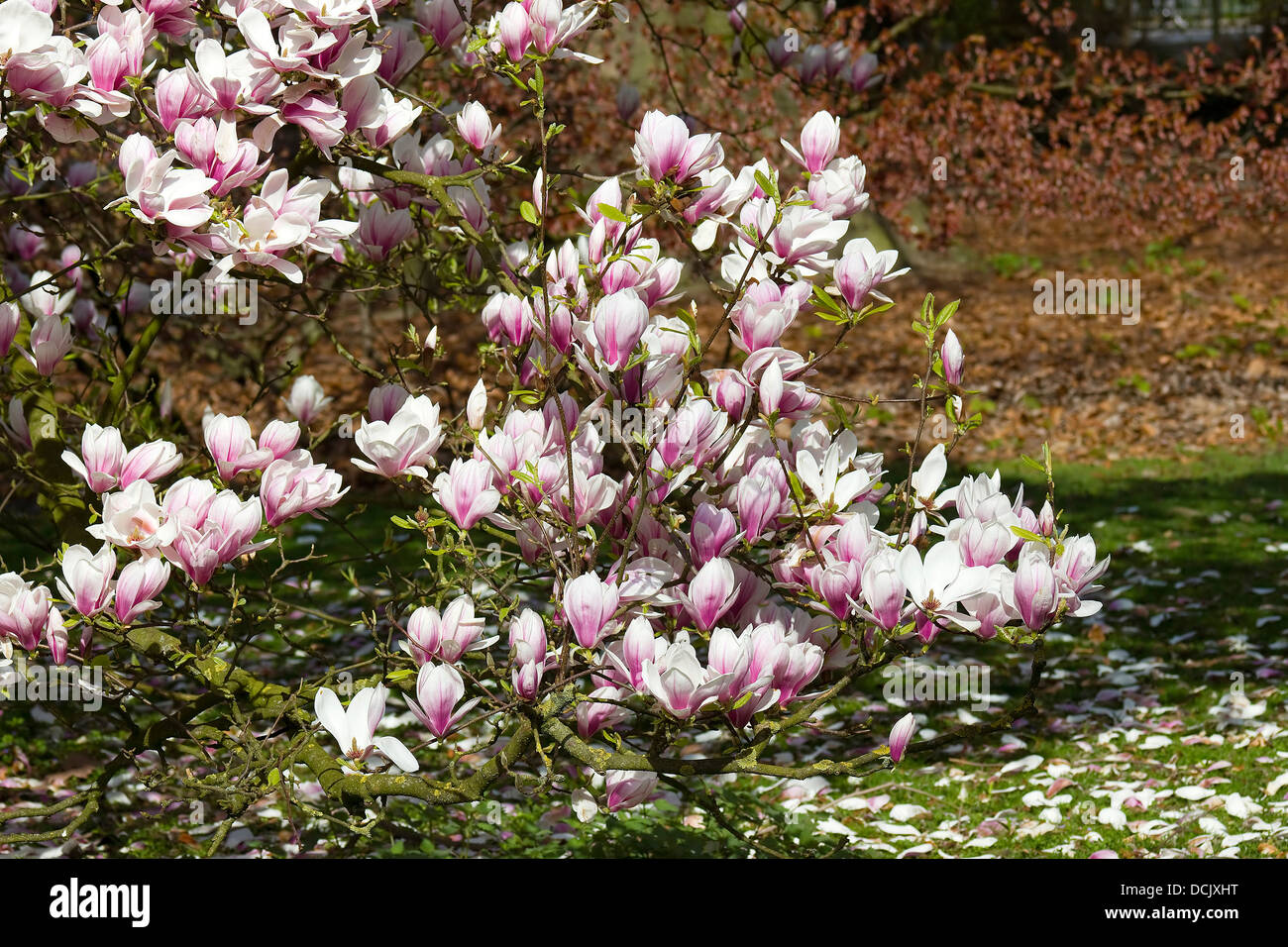 blooming magnolia tree Stock Photo - Alamy