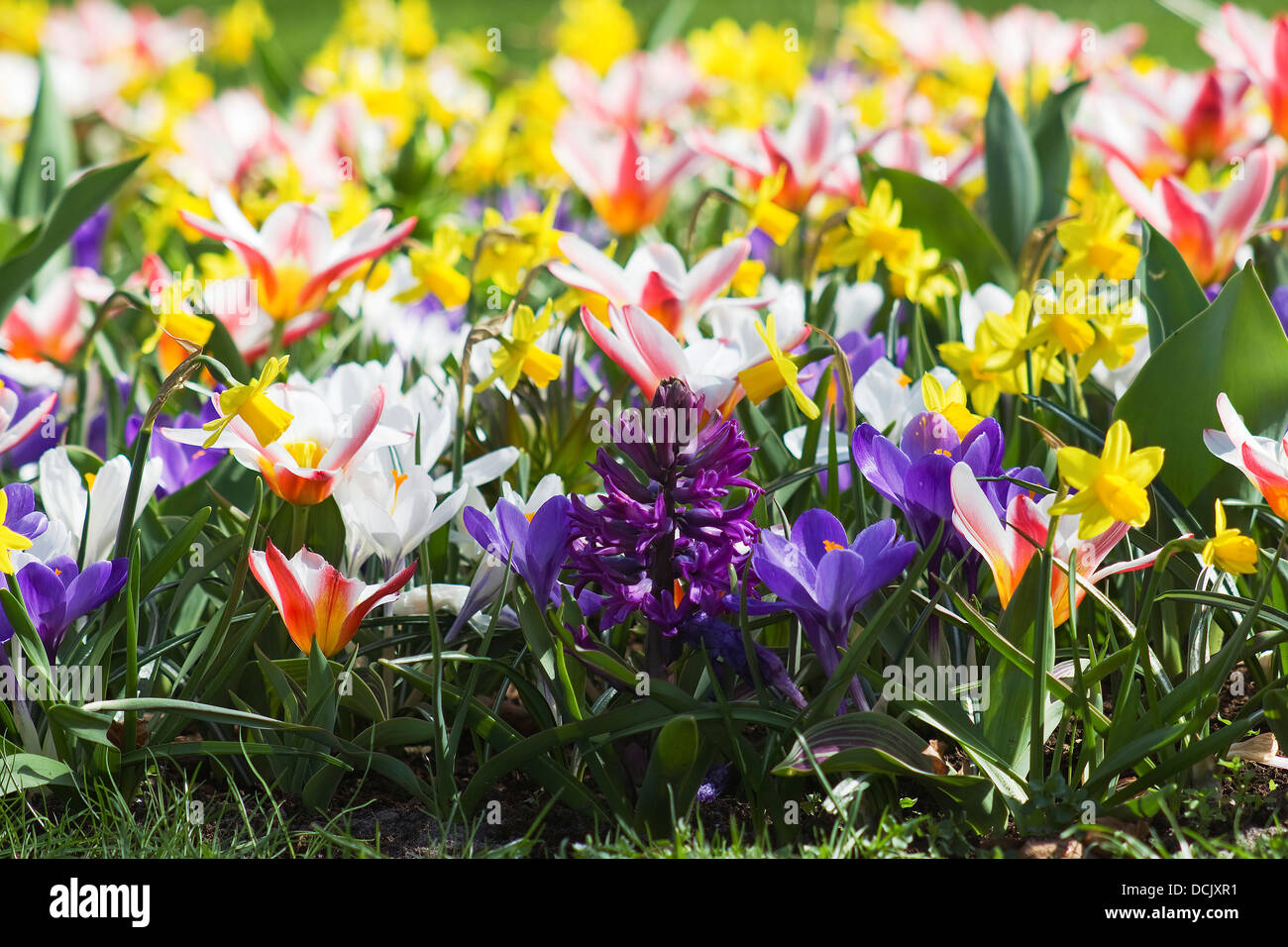 Colorful spring flowers in the park Stock Photo - Alamy