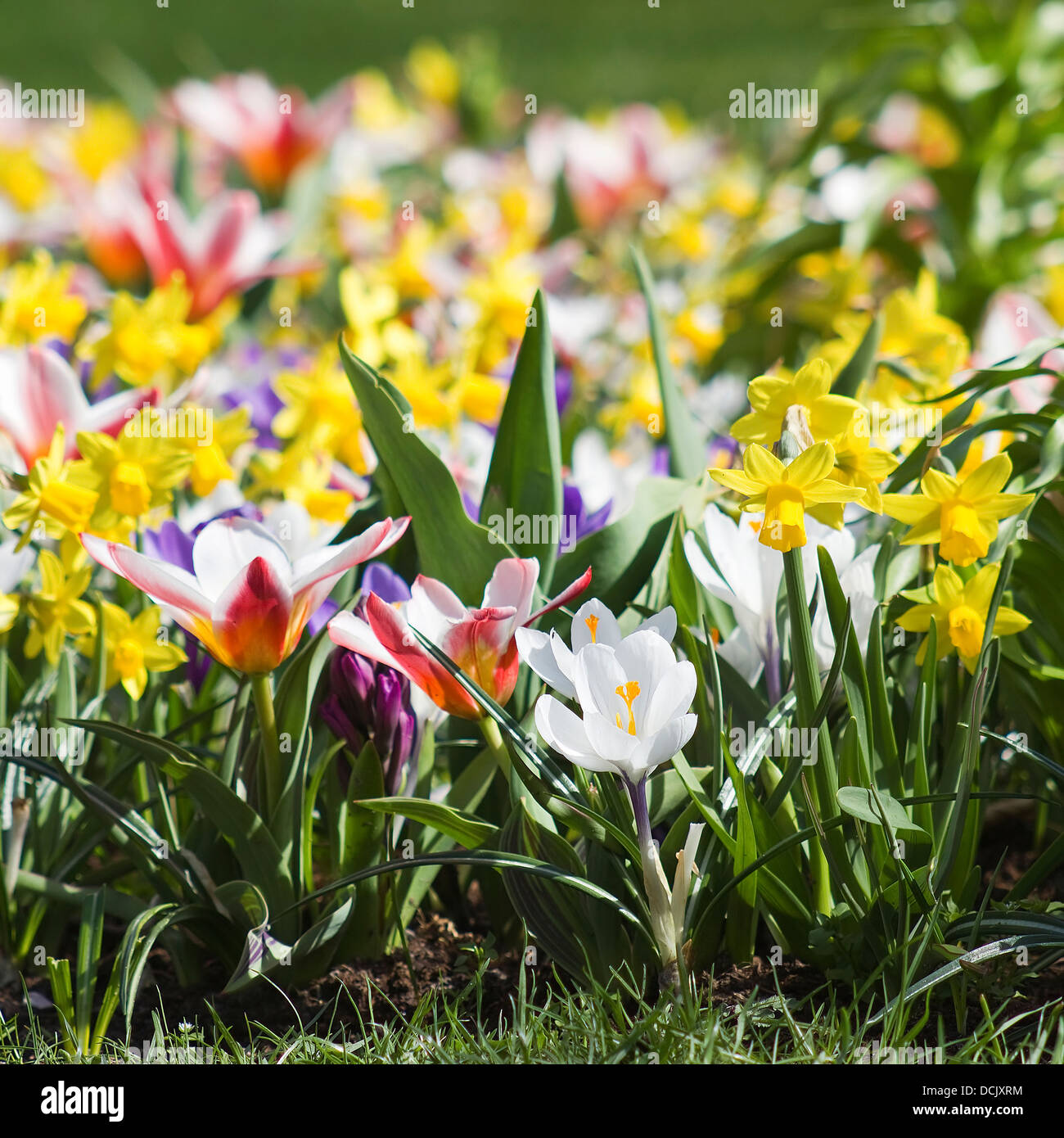 Colorful spring flowers in the park Stock Photo - Alamy