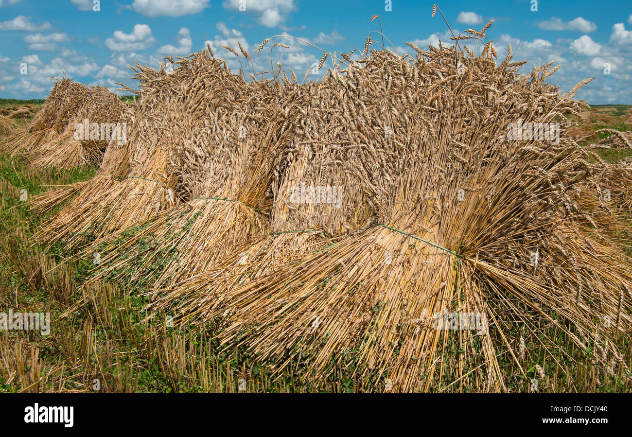 Sheaves of wheat hires stock photography and images Alamy