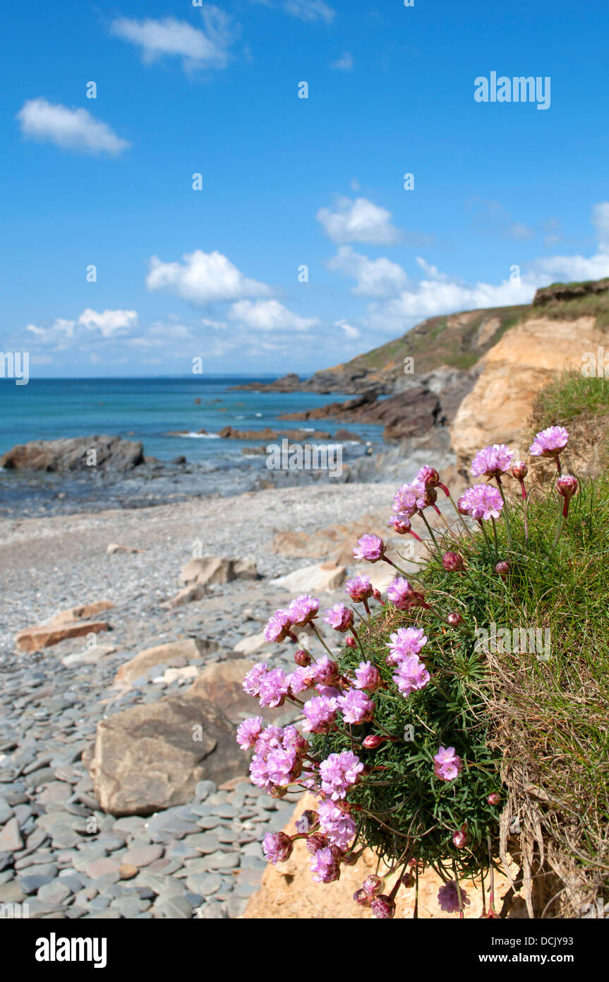 Thrift flowering at Dollar Cove, Gunwalloe, Cornwall, UK Stock Photo