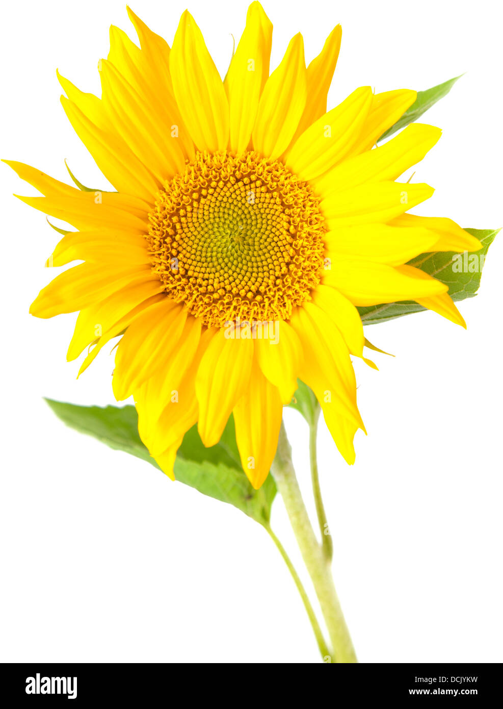 sunflower isolated Stock Photo - Alamy