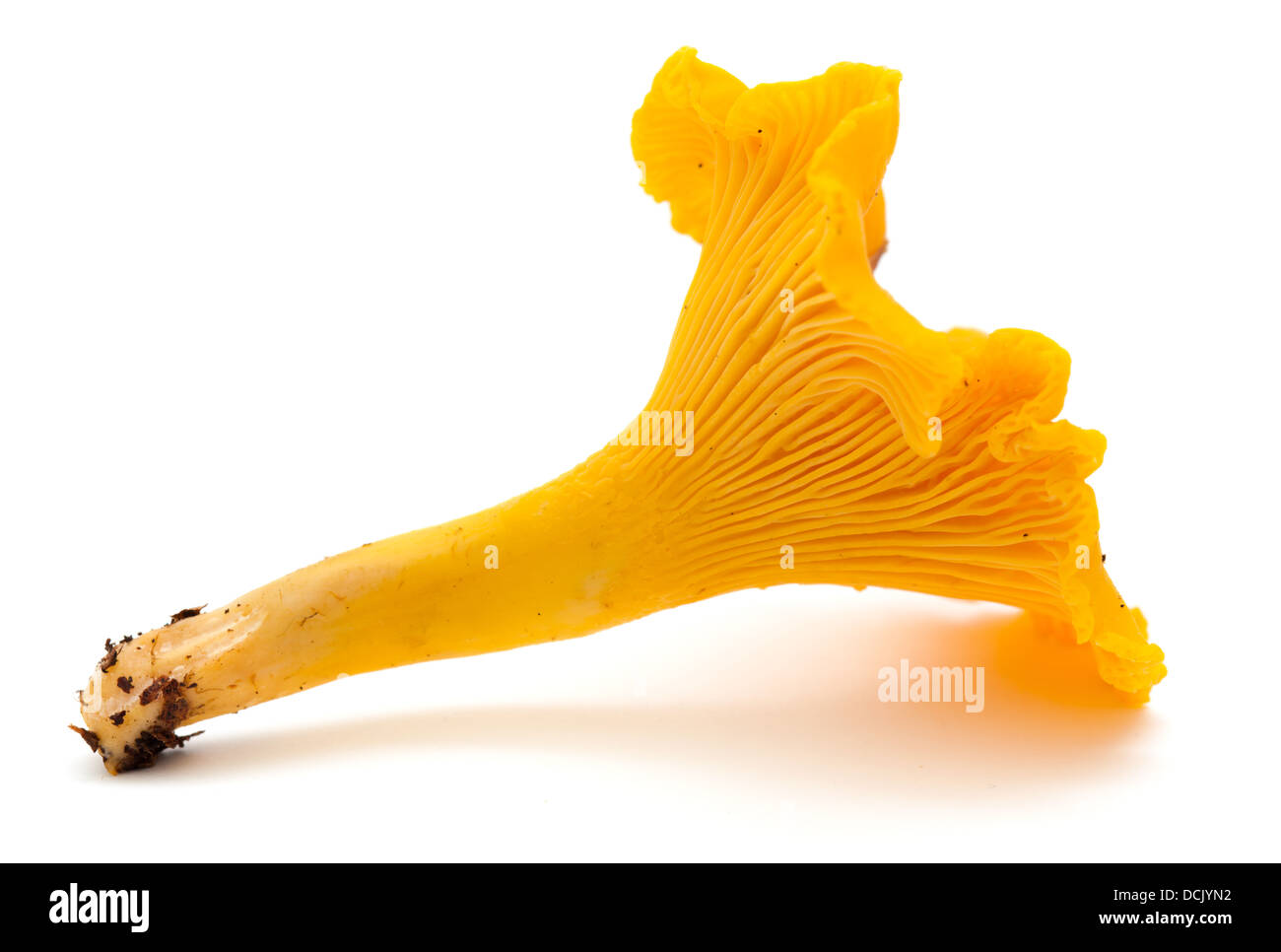 chanterelle mushroom isolated on white background Stock Photo Alamy