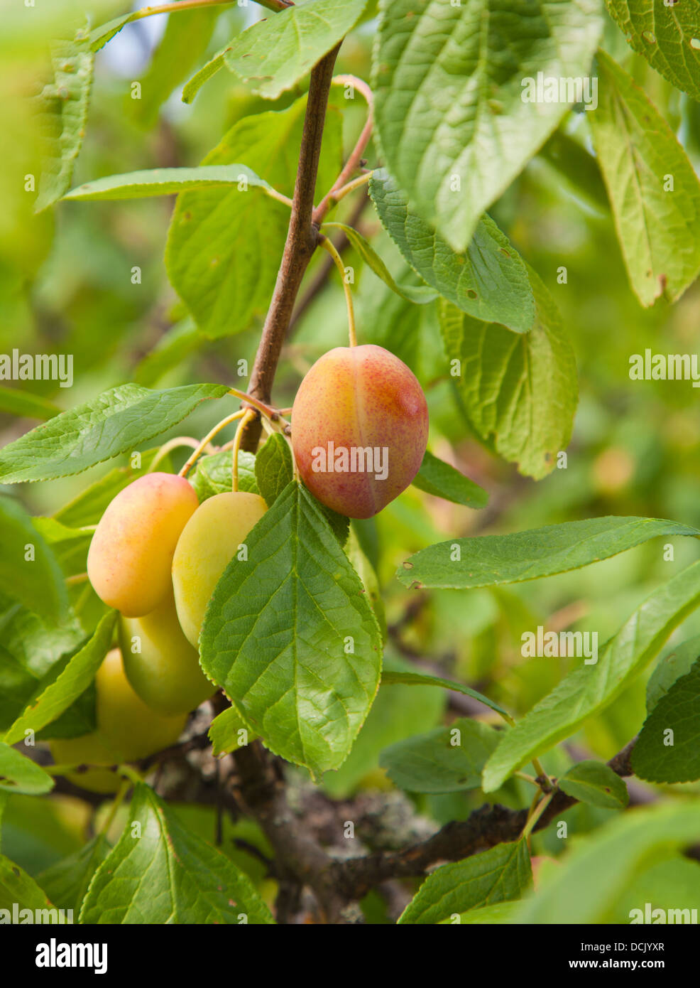 ripening victoria plums on branches Stock Photo