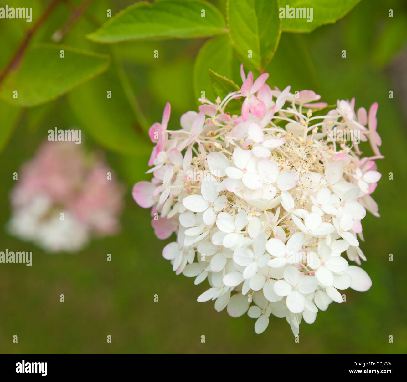 flowering pink and white Hydrangea paniculata Stock Photo