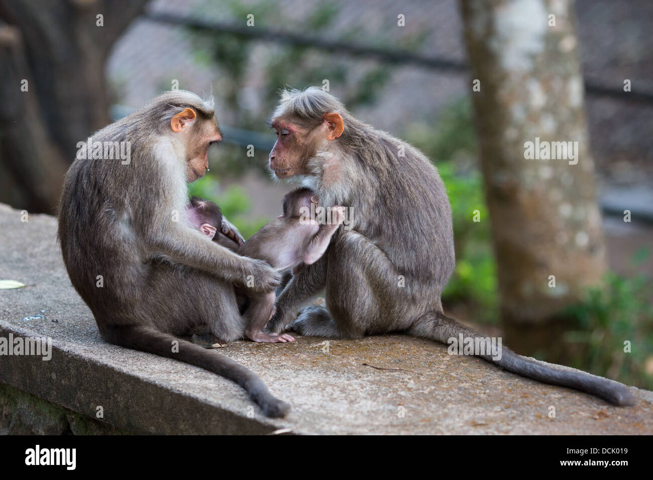 Family of monkeys in an Indian reserve Stock Photo - Alamy
