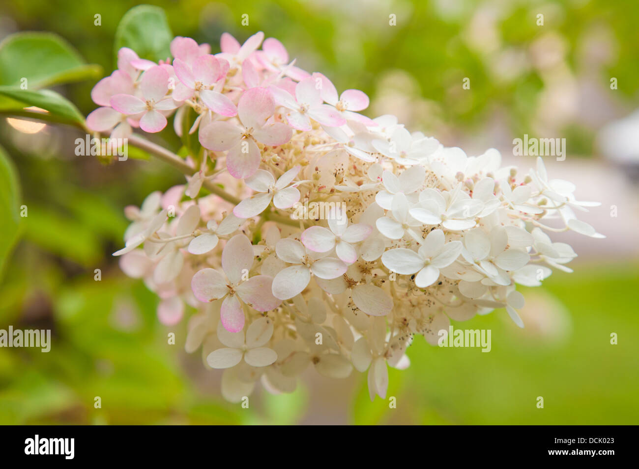 flowering pink and white Hydrangea paniculata Stock Photo