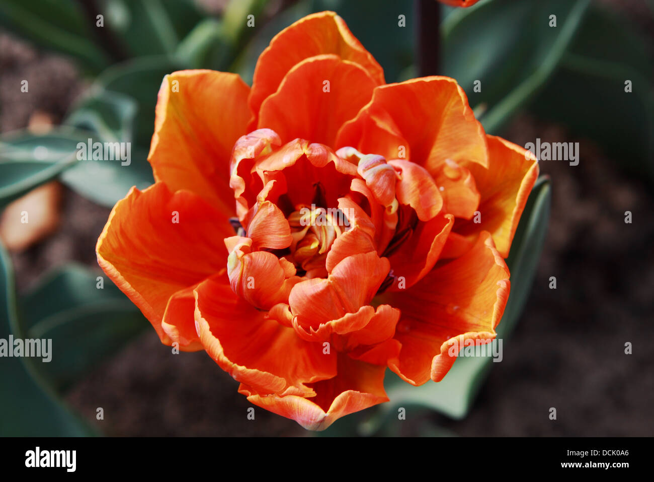 tulip 'Orange Princess' close up Stock Photo