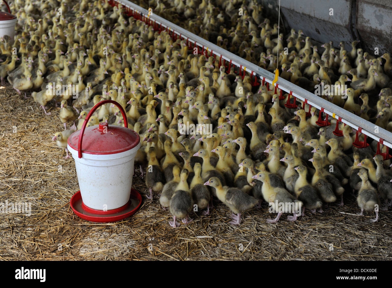 GERMANY, Saxonia, Wermsdorf, geese breeding for meat and down production, Gosling, young Geese in stable Stock Photo