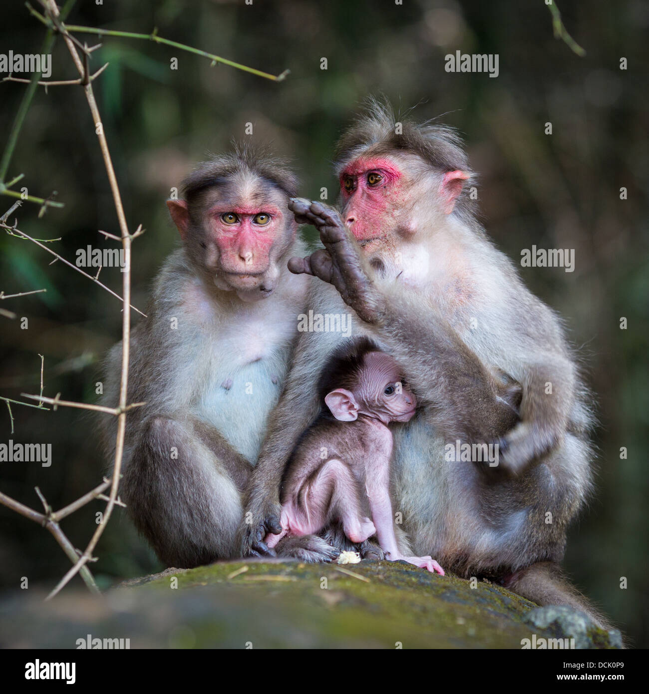 Family of monkeys sitting in the jungle Stock Photo - Alamy