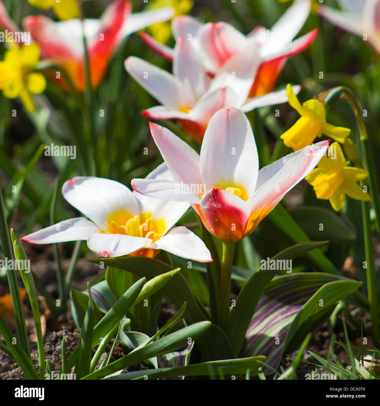 spring flowers in the park Stock Photo - Alamy