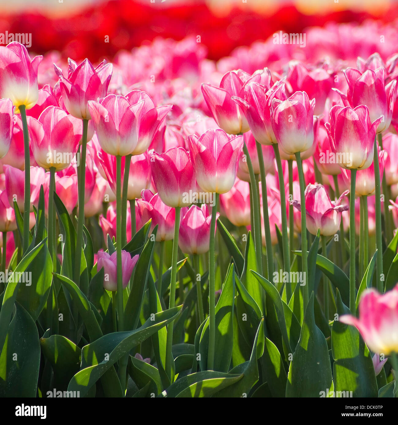 A spring field with pink tulips in the Netherlands Stock Photo - Alamy
