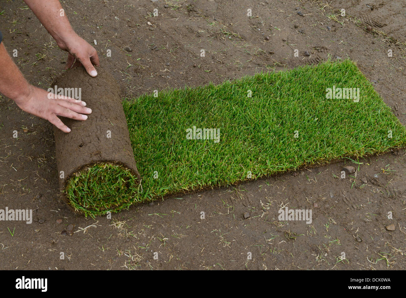 GERMANY lower saxonia, cultivation of rolling lawn, grass rolls