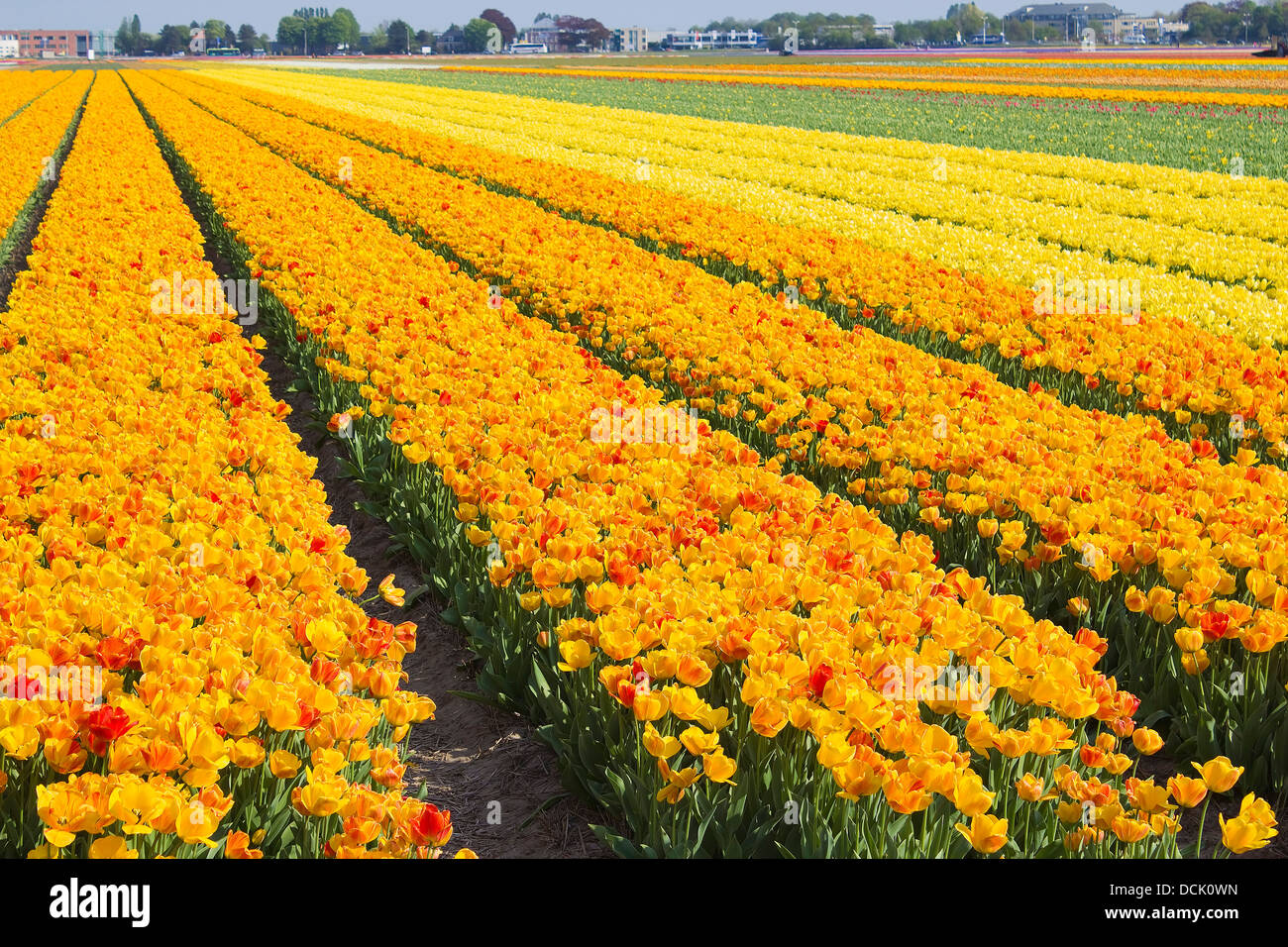 colored tulip field in the Netherlands Stock Photo - Alamy
