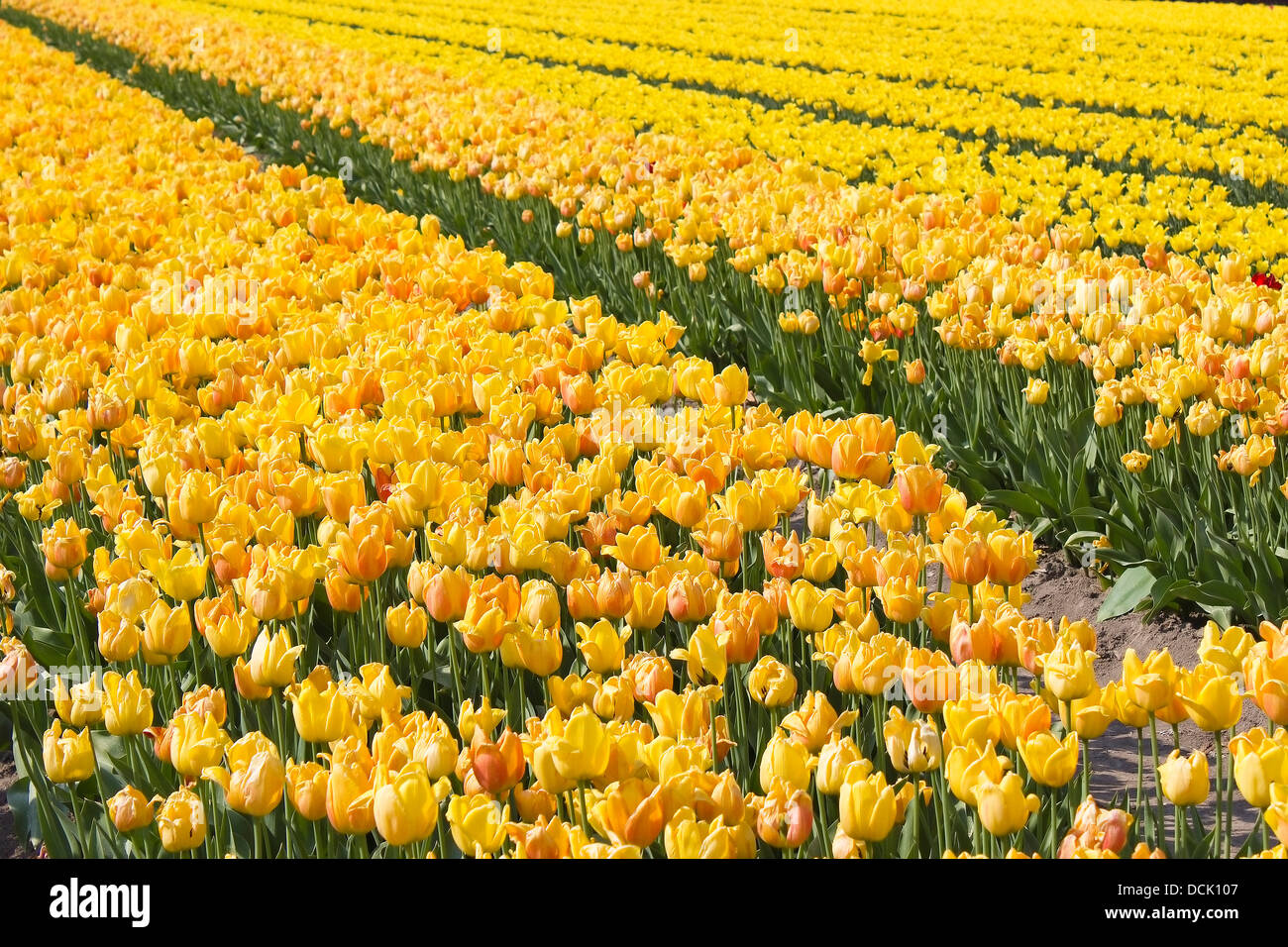 A spring field with yellow tulips in the Netherlands Stock Photo - Alamy