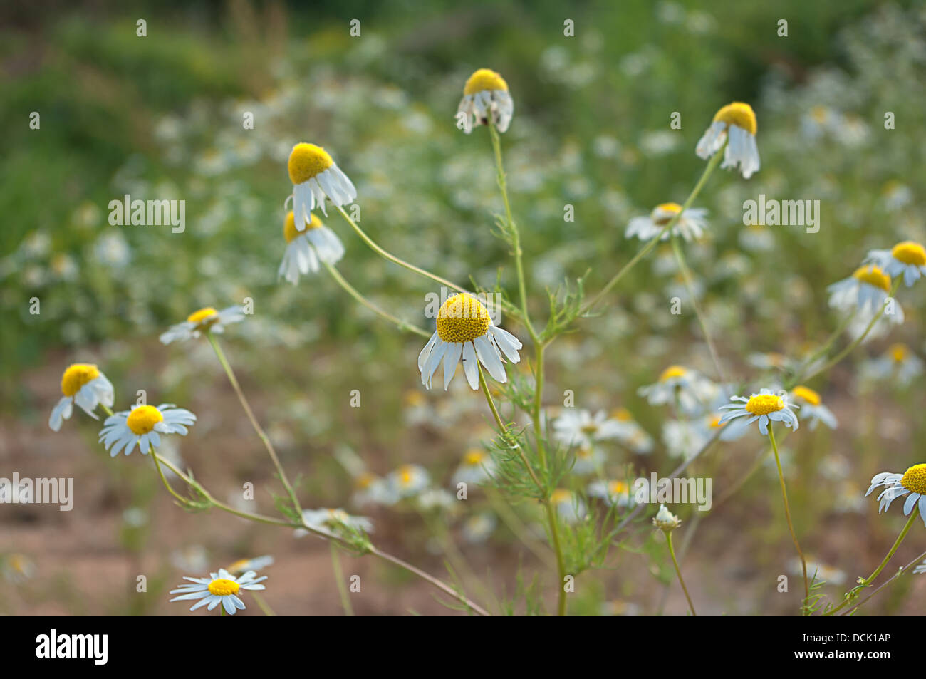 Chamomile flowers in the meadow Stock Photo - Alamy