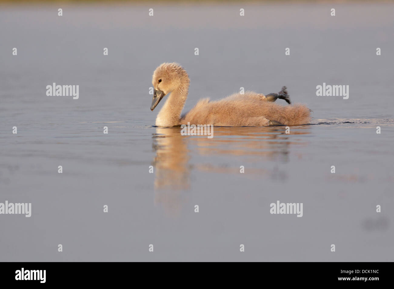 Mute Swan (Cygnus olor) cygnet, in water, West Yorkshire, England, summer Stock Photo
