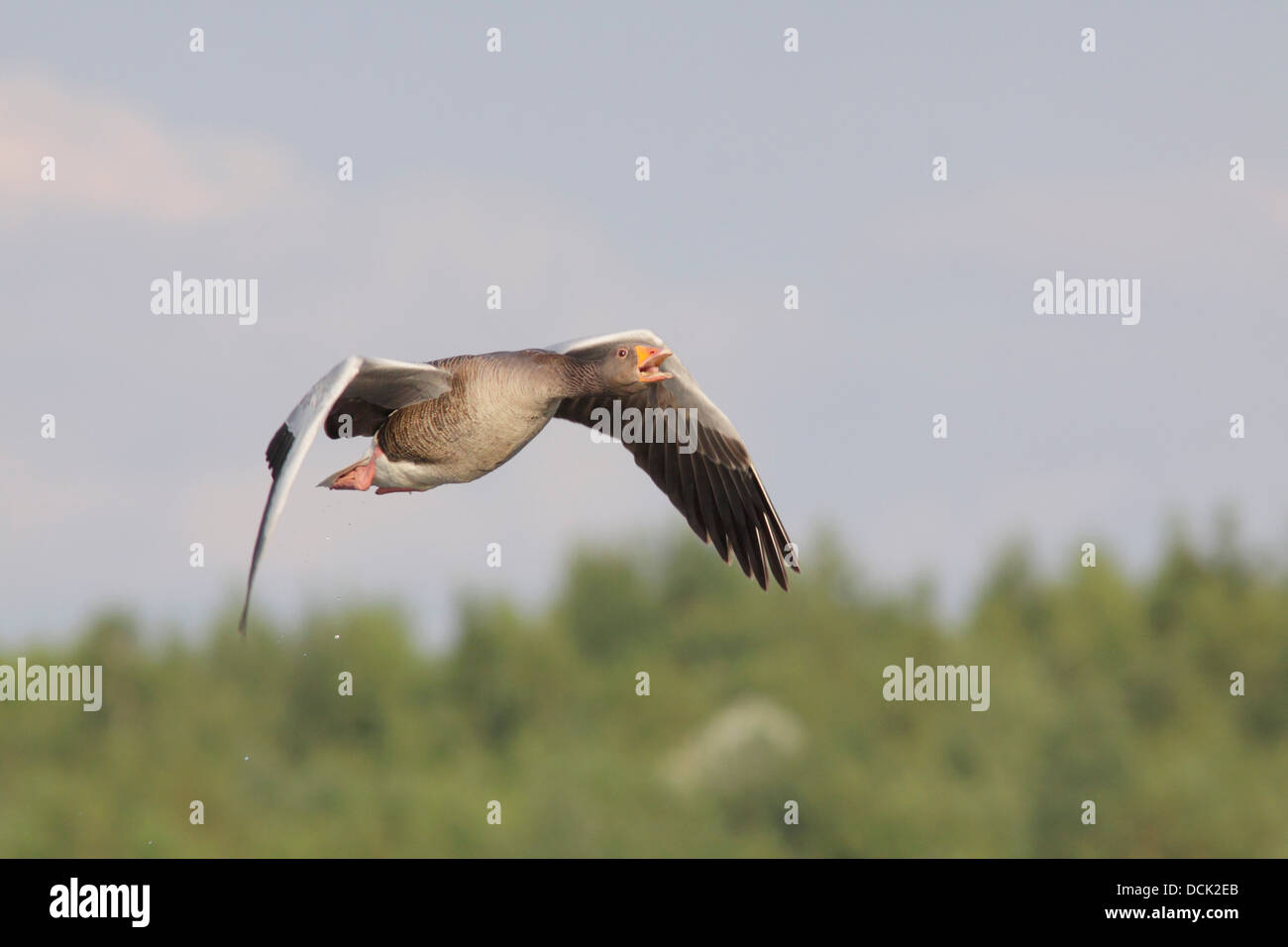 Greylag Goose (Anser anser) in flight, West Yorkshire, UK, July Stock Photo