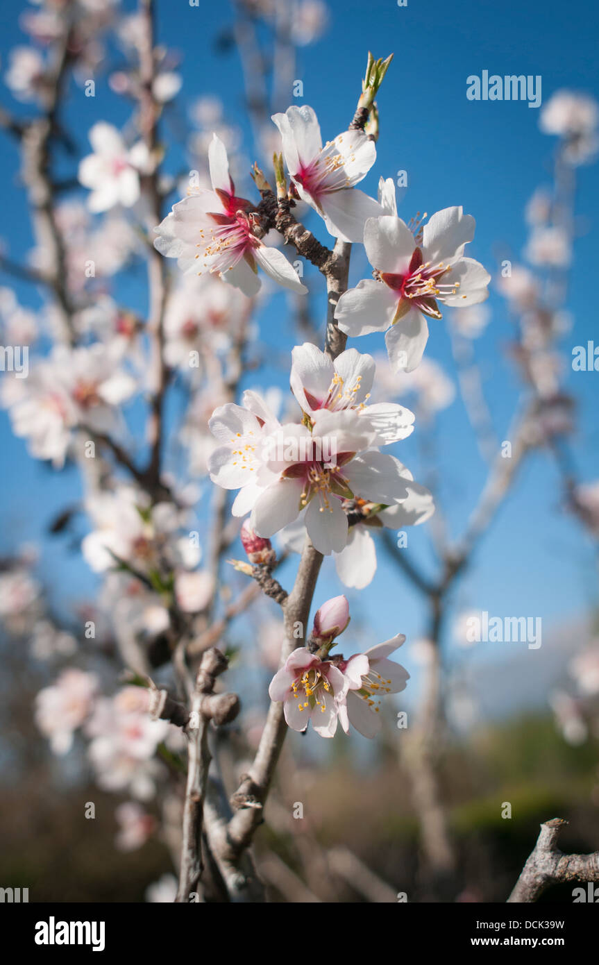almond trees in bloom during spring Stock Photo Alamy