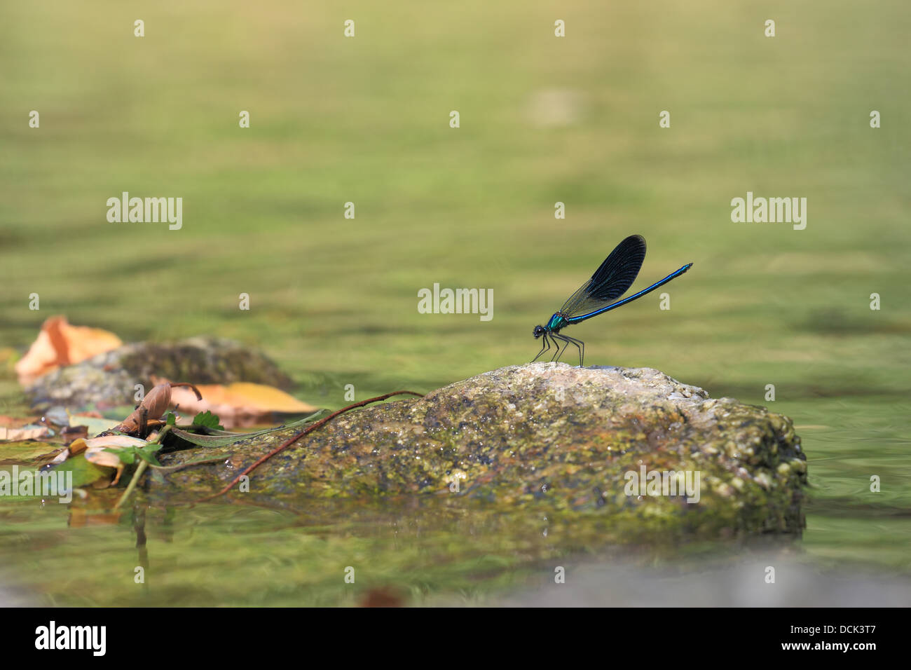 blue dragonfly on a rock along a river Stock Photo - Alamy