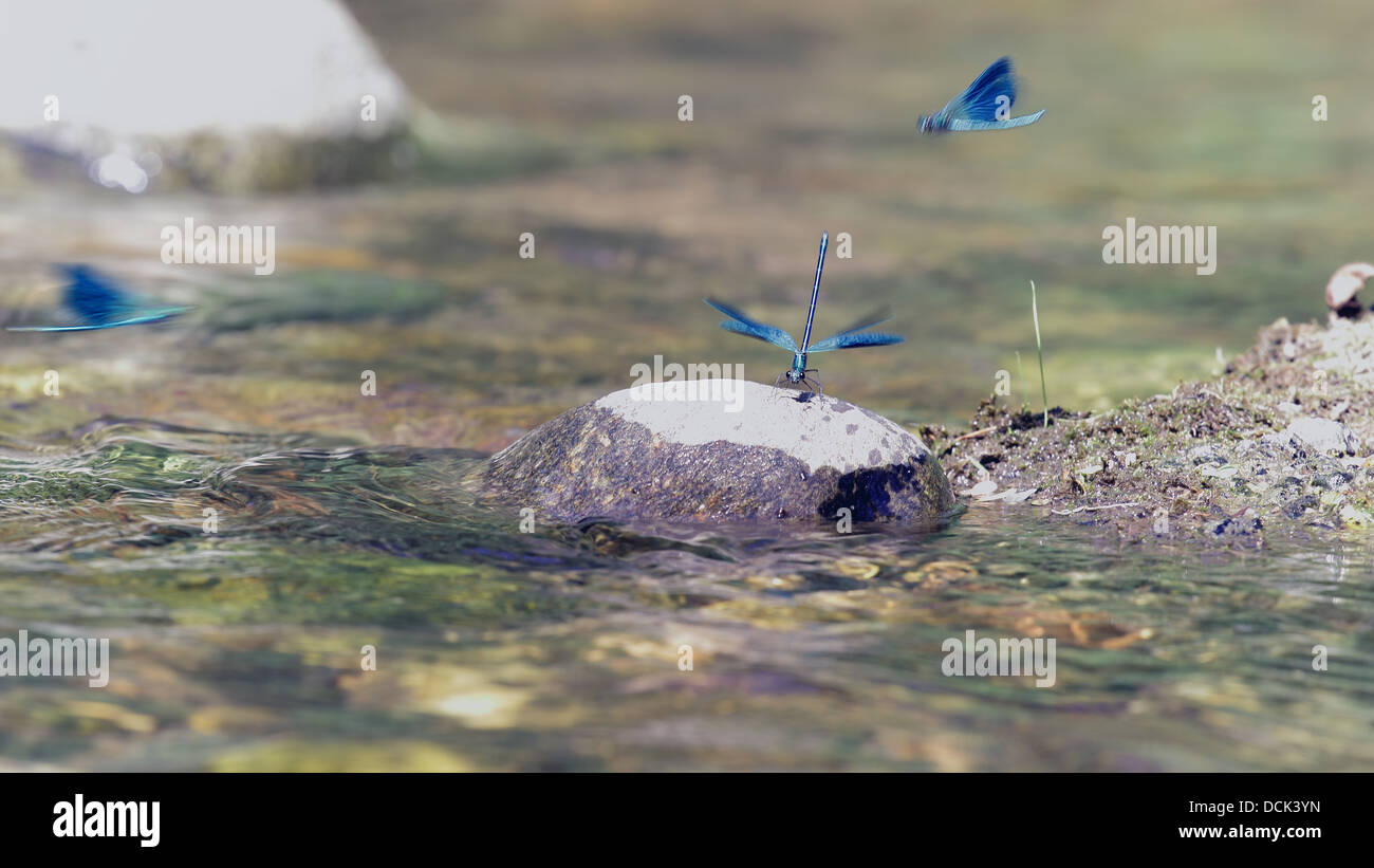 blue dragonflies over a river Stock Photo - Alamy