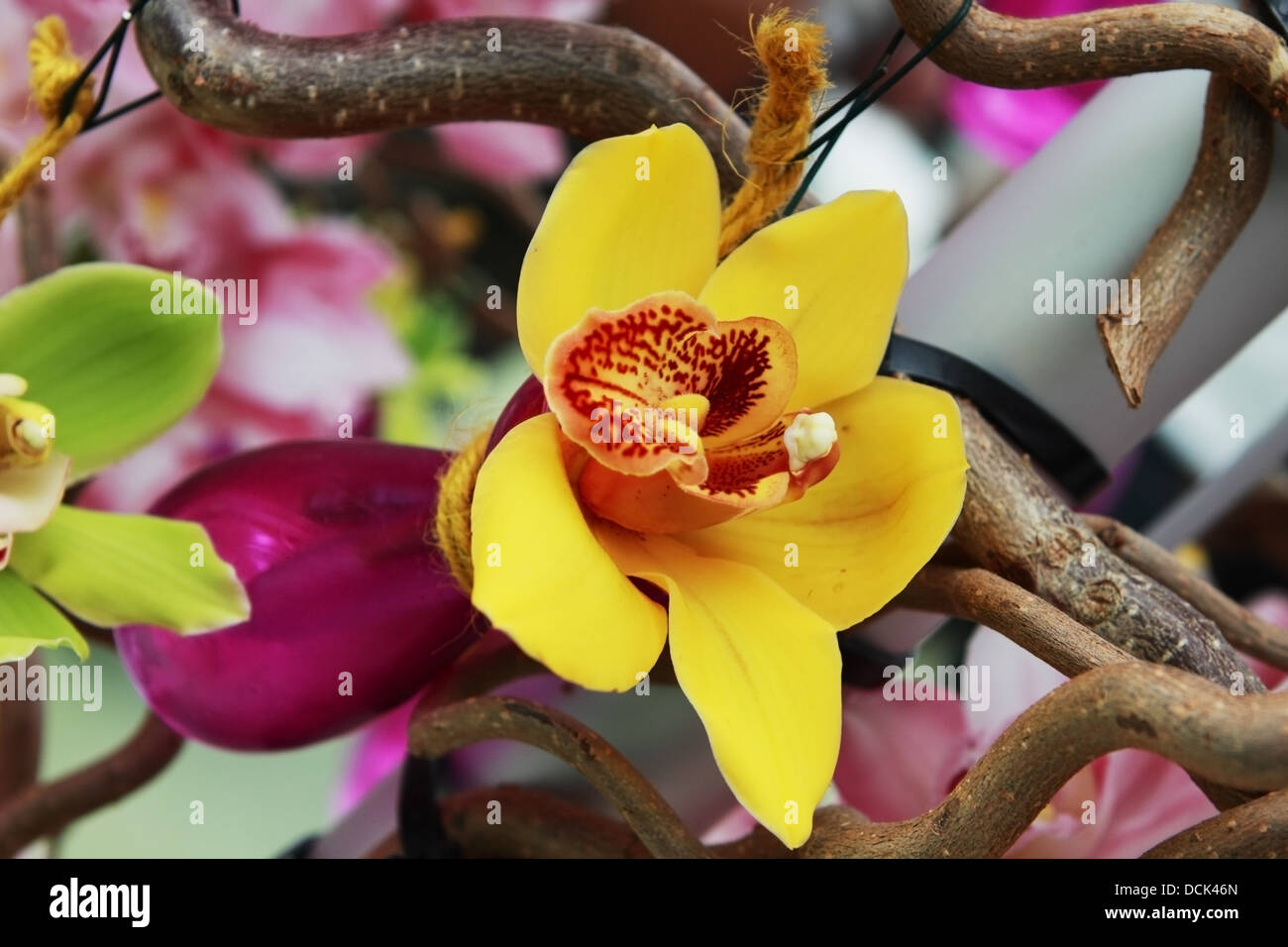 Orchidée Vanda 'Bose' En Vase - Plante Tropicale Violette Hauteur 45cm