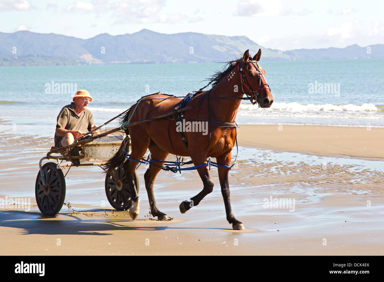 Horse and sulky hi-res stock photography and images - Alamy