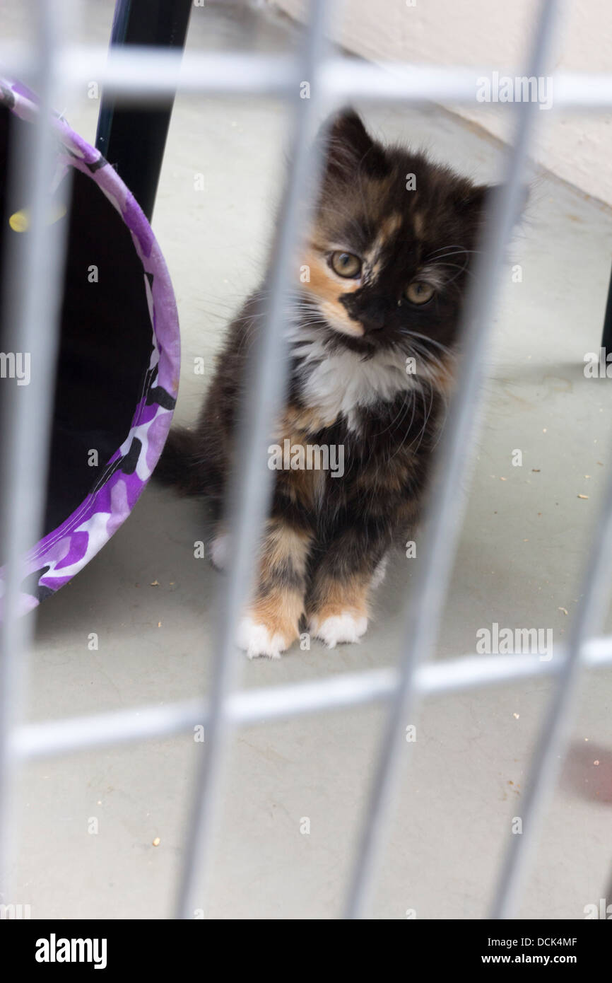 RSPCA Blackberry Farm Animal Centre - Waddesdon - Buckinghamshire Stock Photo