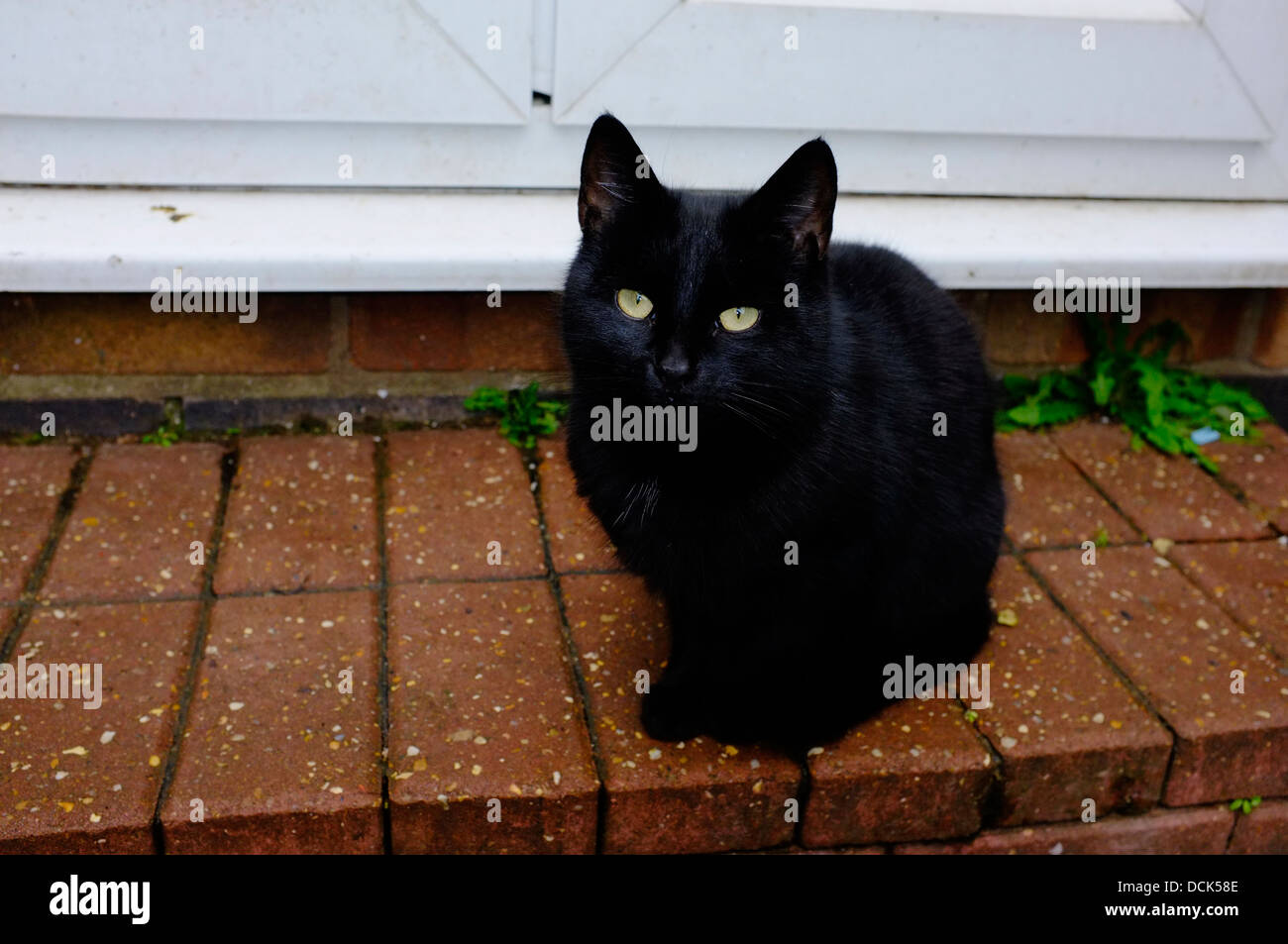 Black Cat on a doorstep Stock Photo Alamy