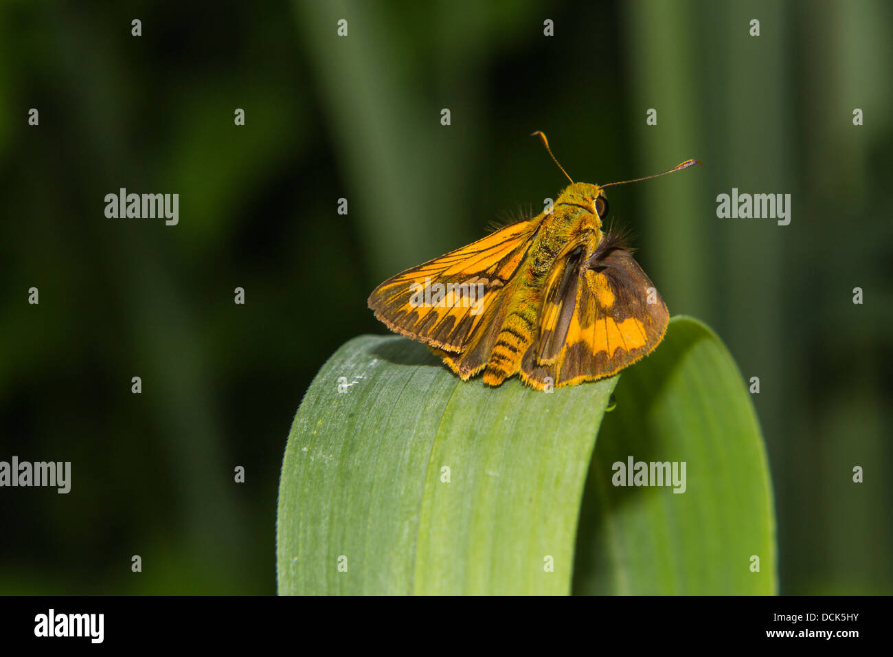 Butterfly on a blade of grass Stock Photo - Alamy