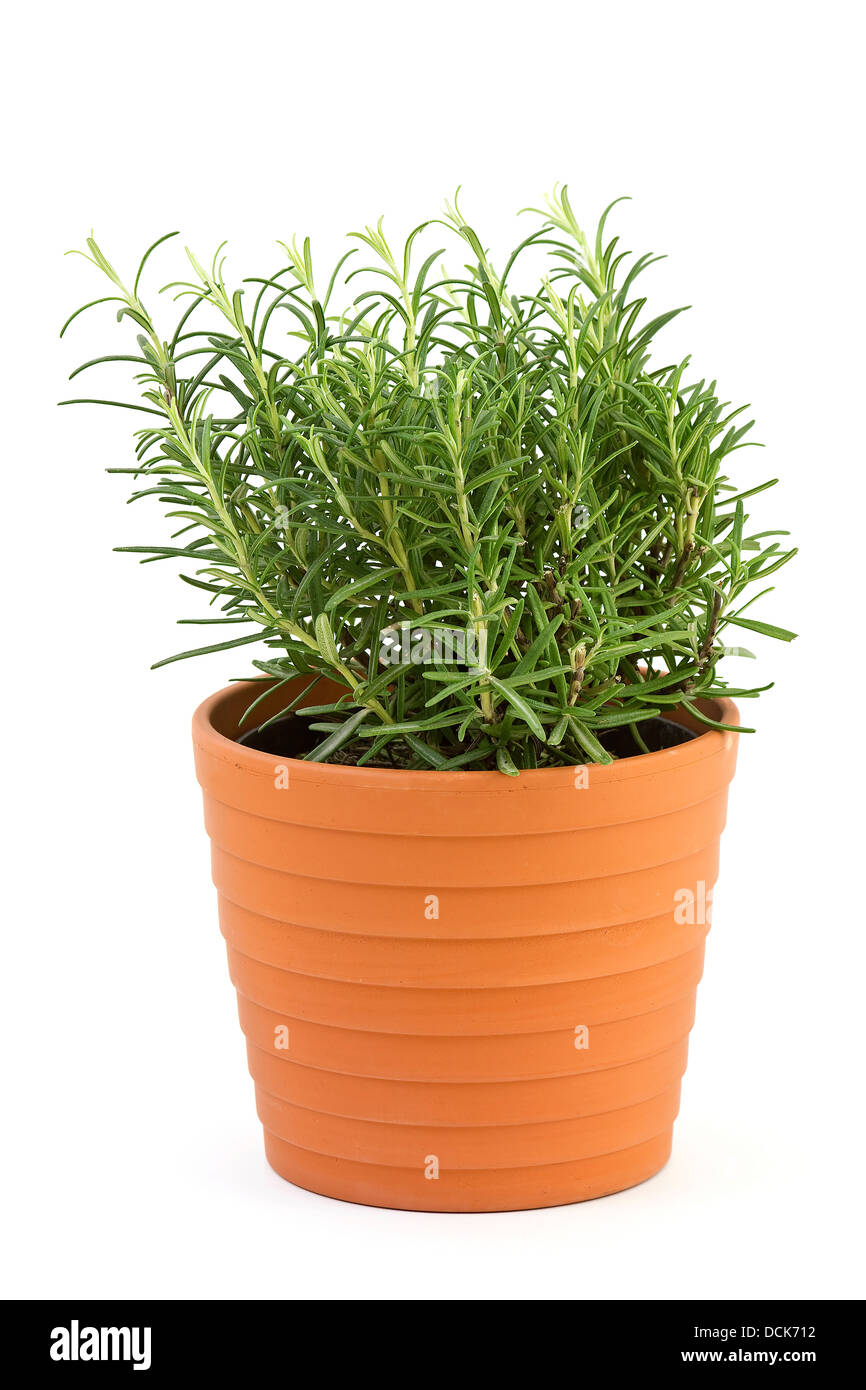 rosemary in pot isolated on white Stock Photo Alamy