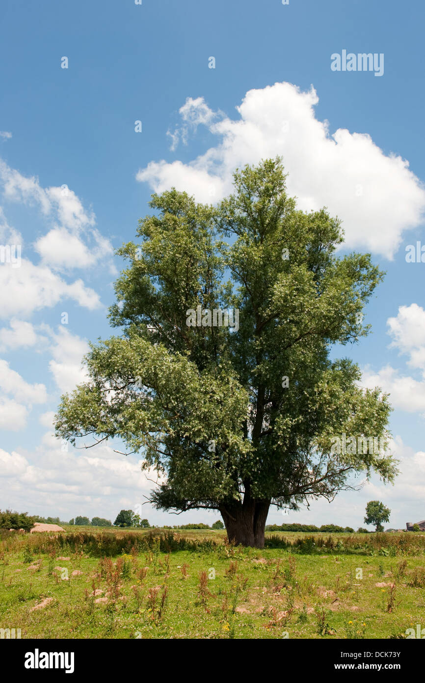 Tree in landscape Stock Photo - Alamy