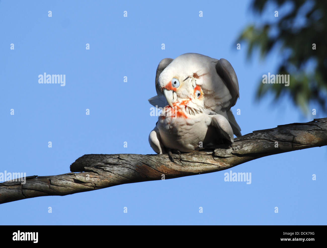 Long-billed corella, two adults mating Stock Photo