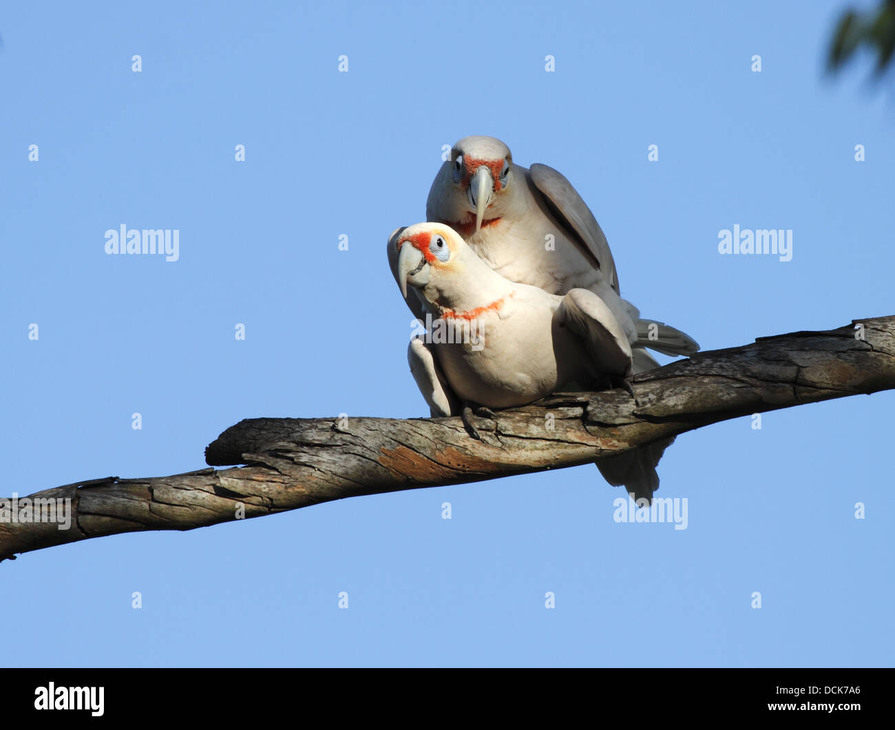Long-billed corella, two adults mating Stock Photo