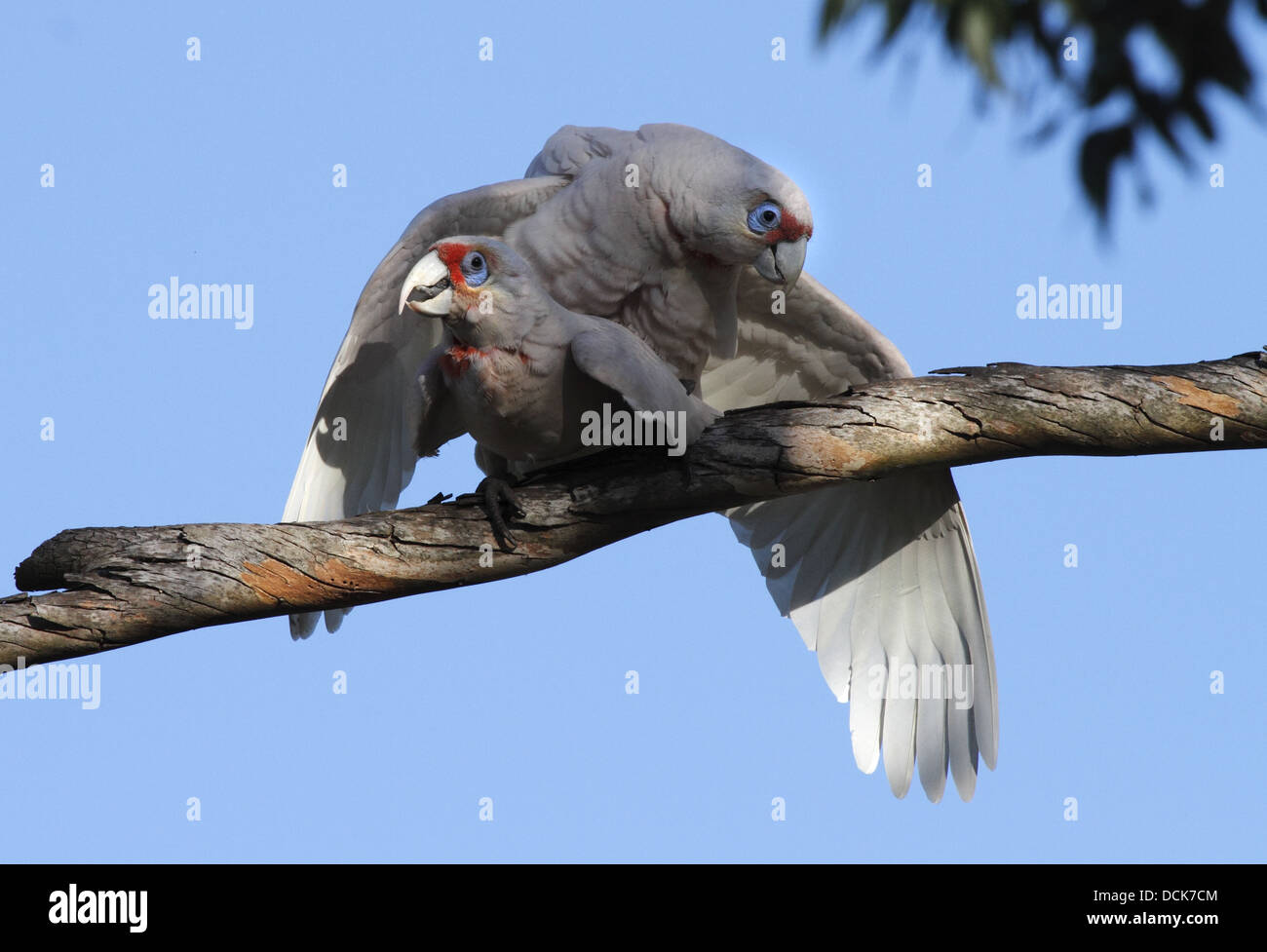 Long-billed corella, two adults mating Stock Photo