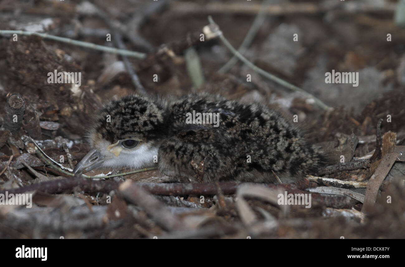 Spur winged plover or lapwing chick, Vanellus spinosus Stock Photo