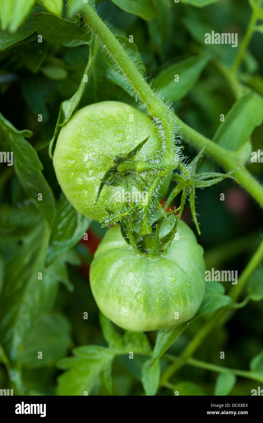 Ripe Organic Heirloom Tomatoes in a Green Garden Stock Photo Alamy