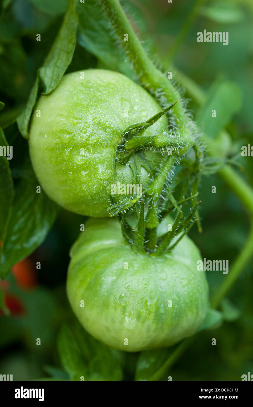 Ripe Organic Heirloom Tomatoes in a Green Garden Stock Photo - Alamy