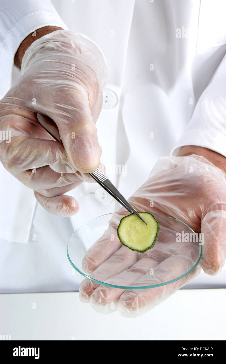 one slice of cucumber is being studied in the food laboratory Stock Photo