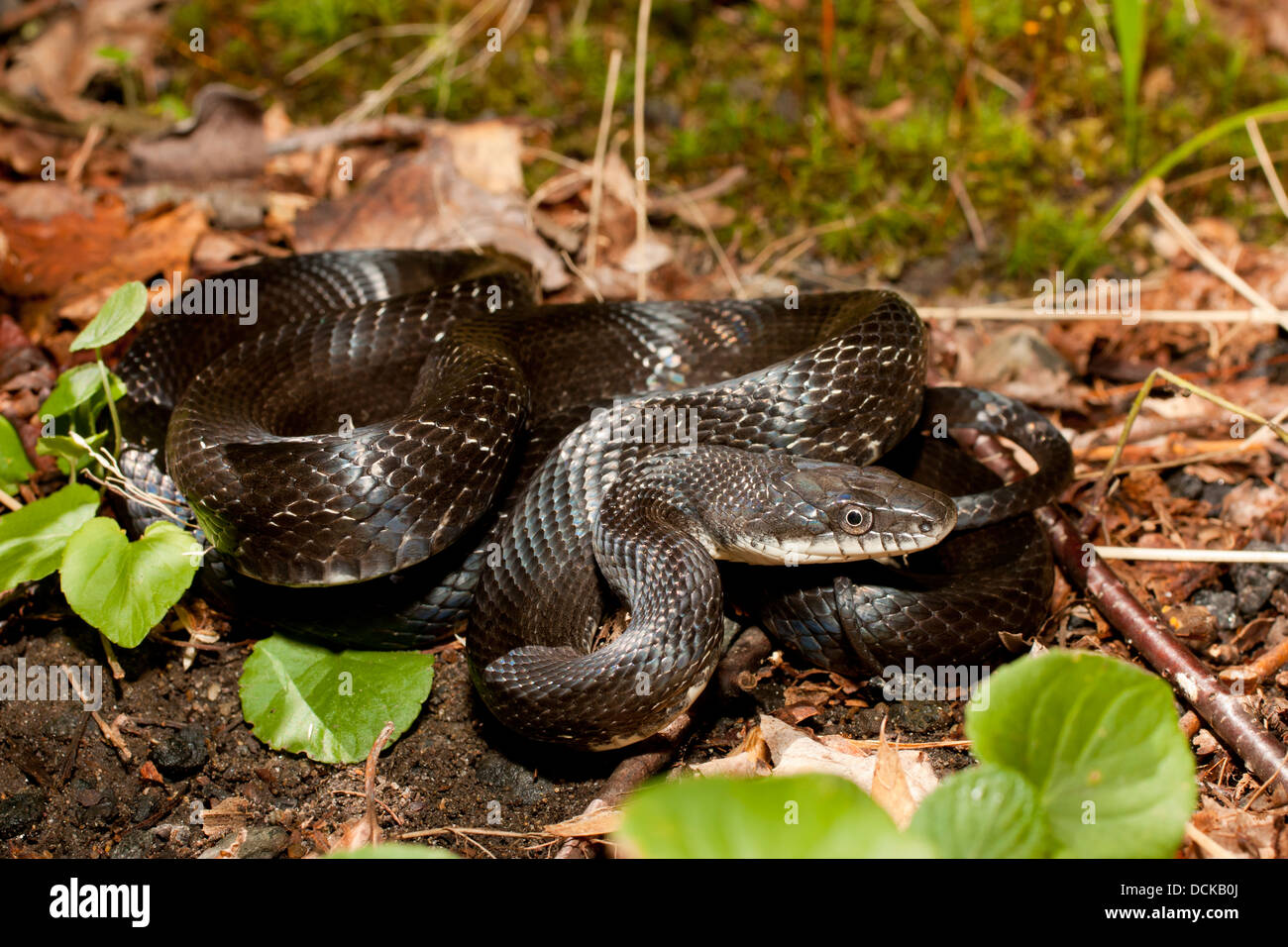 Eastern black rat snake - Pantherophis alleghaniensis (formerly Elaphe obsoleta) Stock Photo