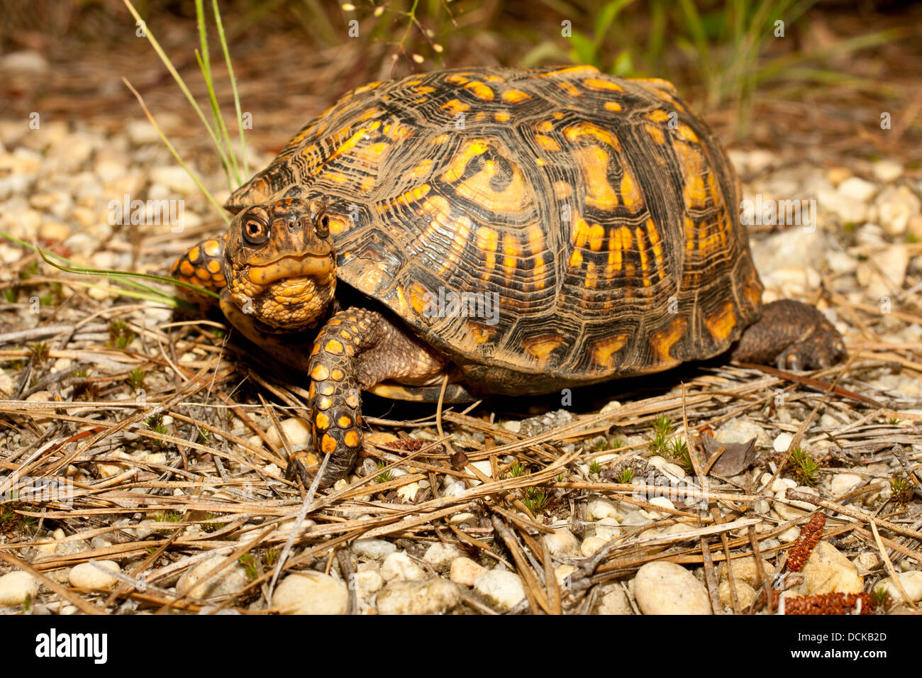 Friendly female eastern box turtle - Terrapene carolina Stock Photo - Alamy