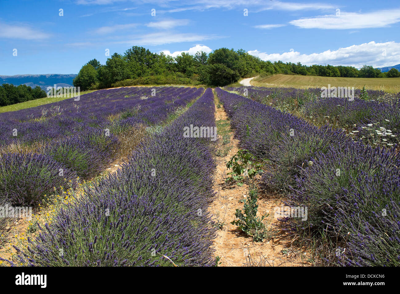 Lavender field in the region of Provence, southern France Stock Photo