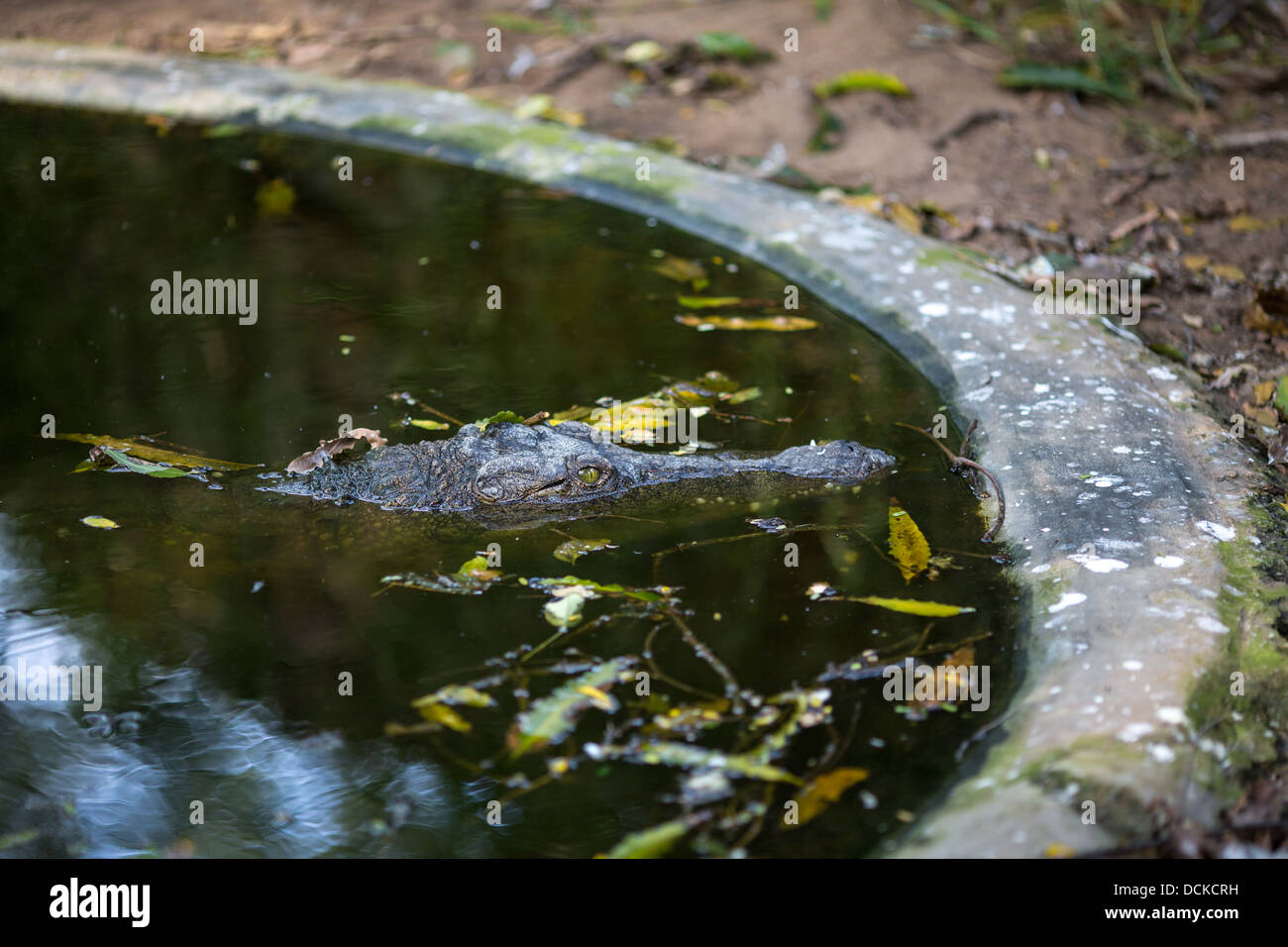 Crocodile in the Indian Reserve Stock Photo